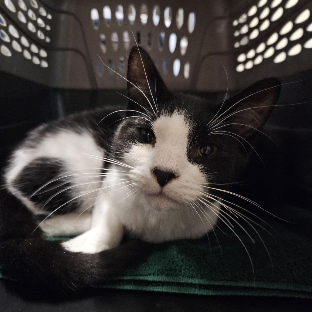 Bandit, Adoptable, Young Male Domestic Short Hair.