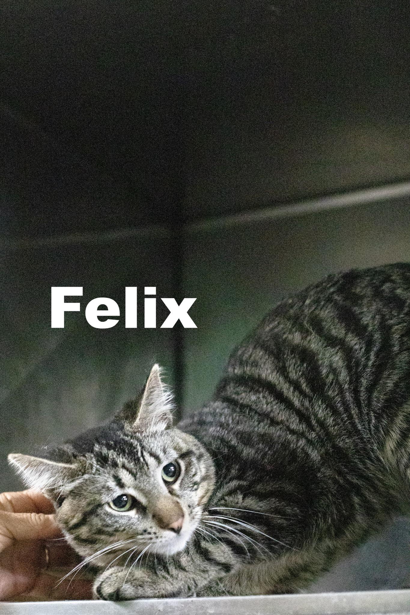 Felix, Adult Male Tabby