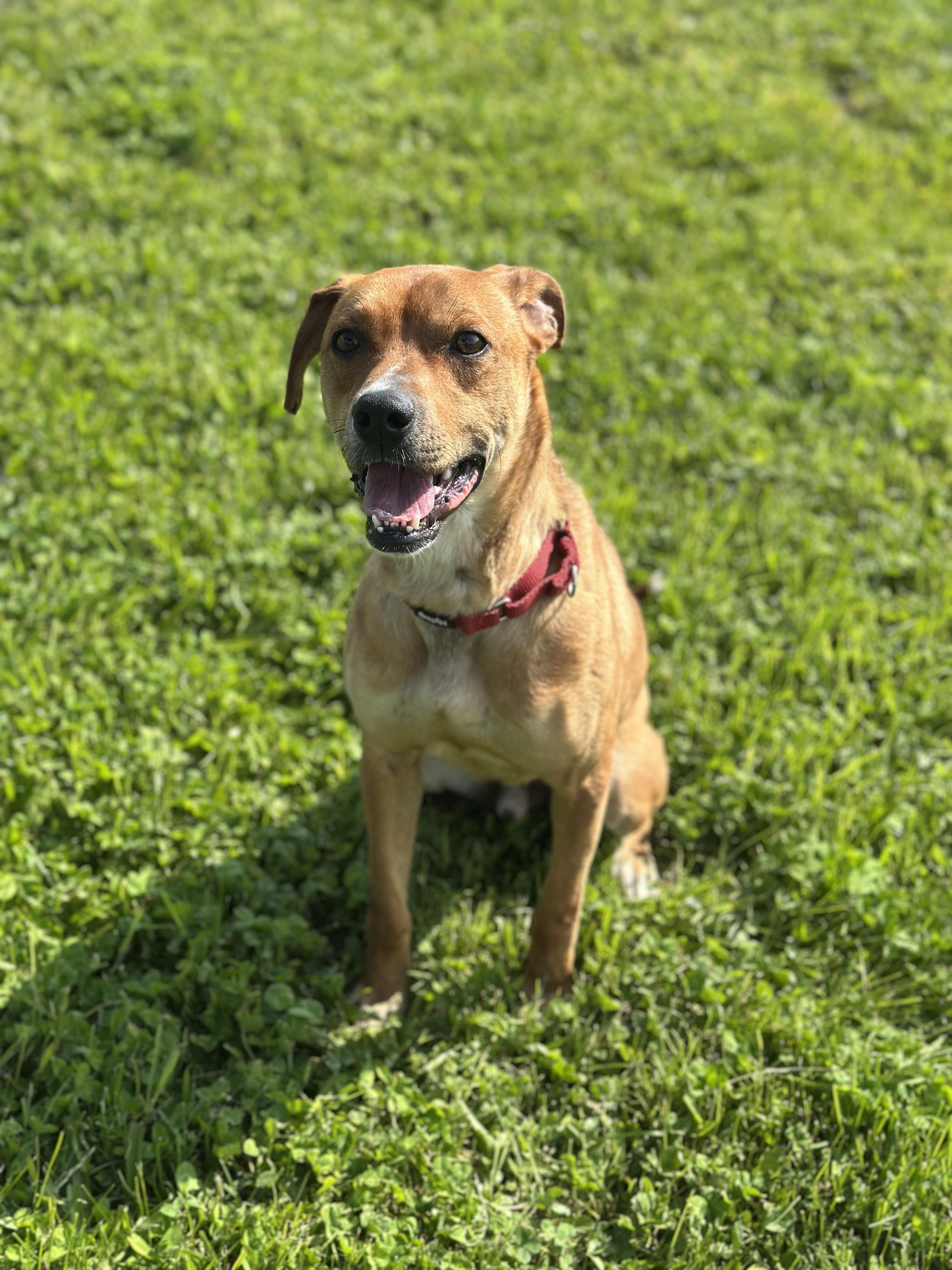 Linville, an adoptable Mixed Breed in Alliston, ON, L0G 1A0 | Photo Image 3