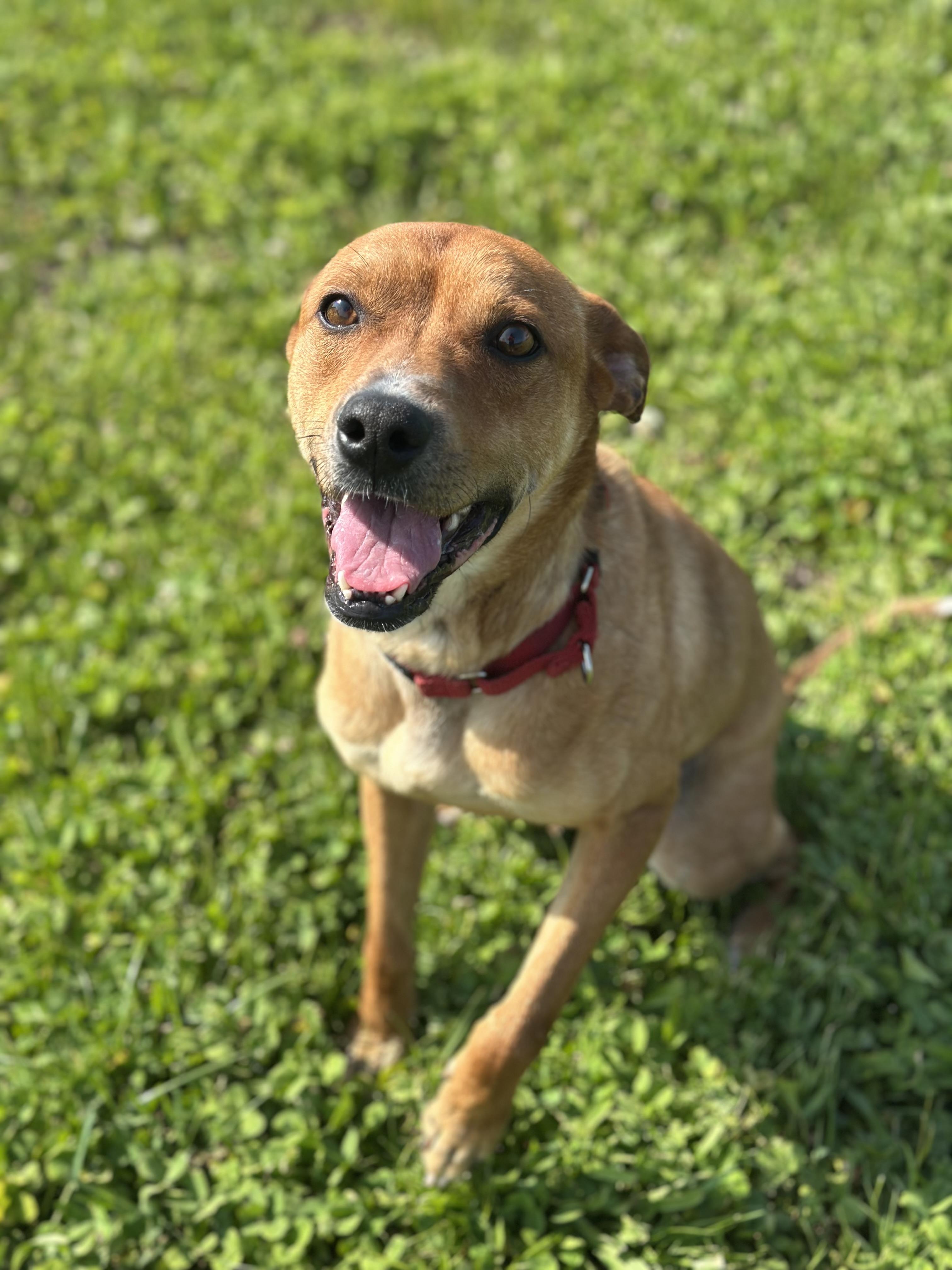 Linville, an adoptable Mixed Breed in Alliston, ON, L0G 1A0 | Photo Image 4