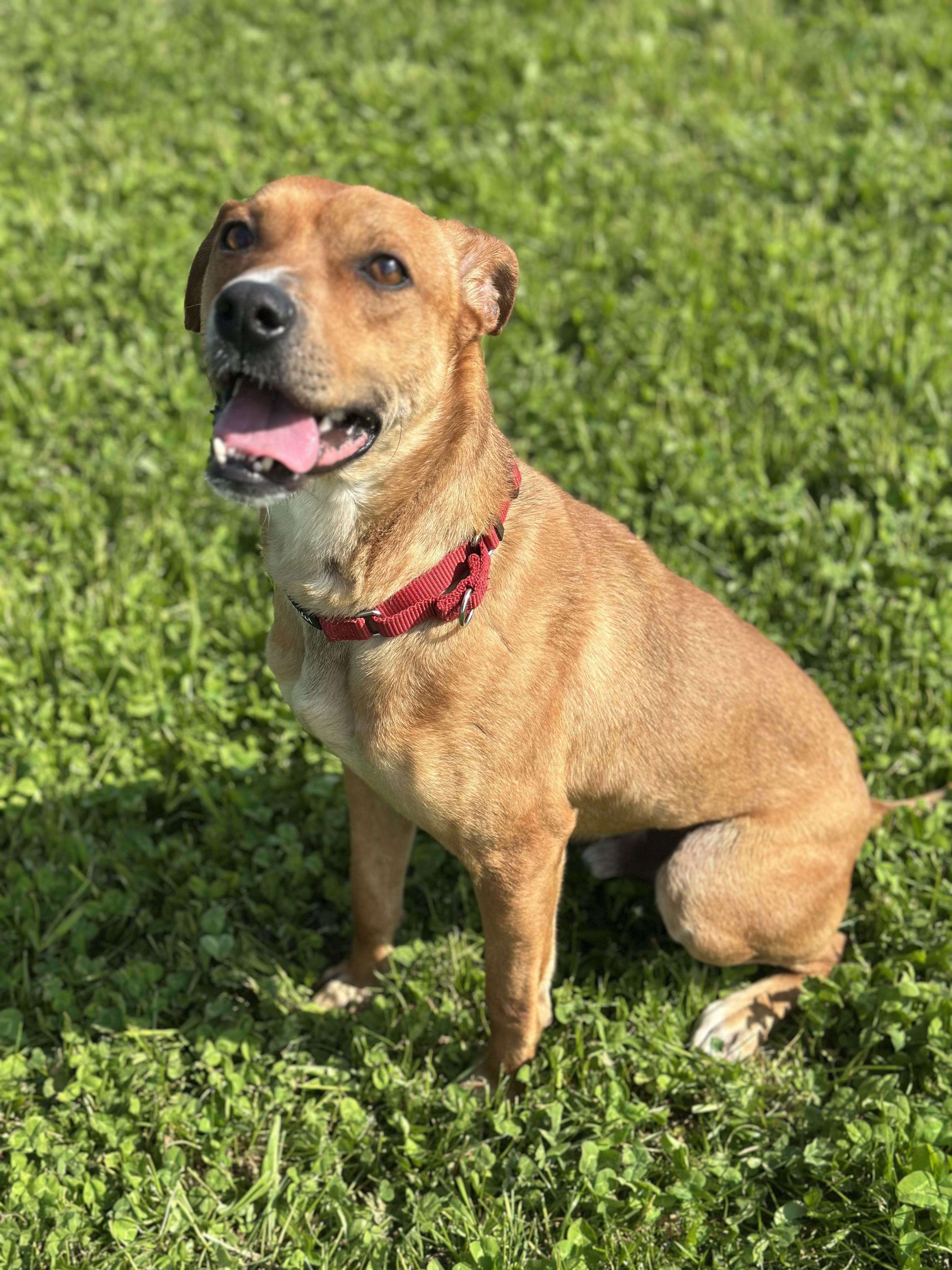 Linville, an adoptable Mixed Breed in Alliston, ON, L0G 1A0 | Photo Image 2