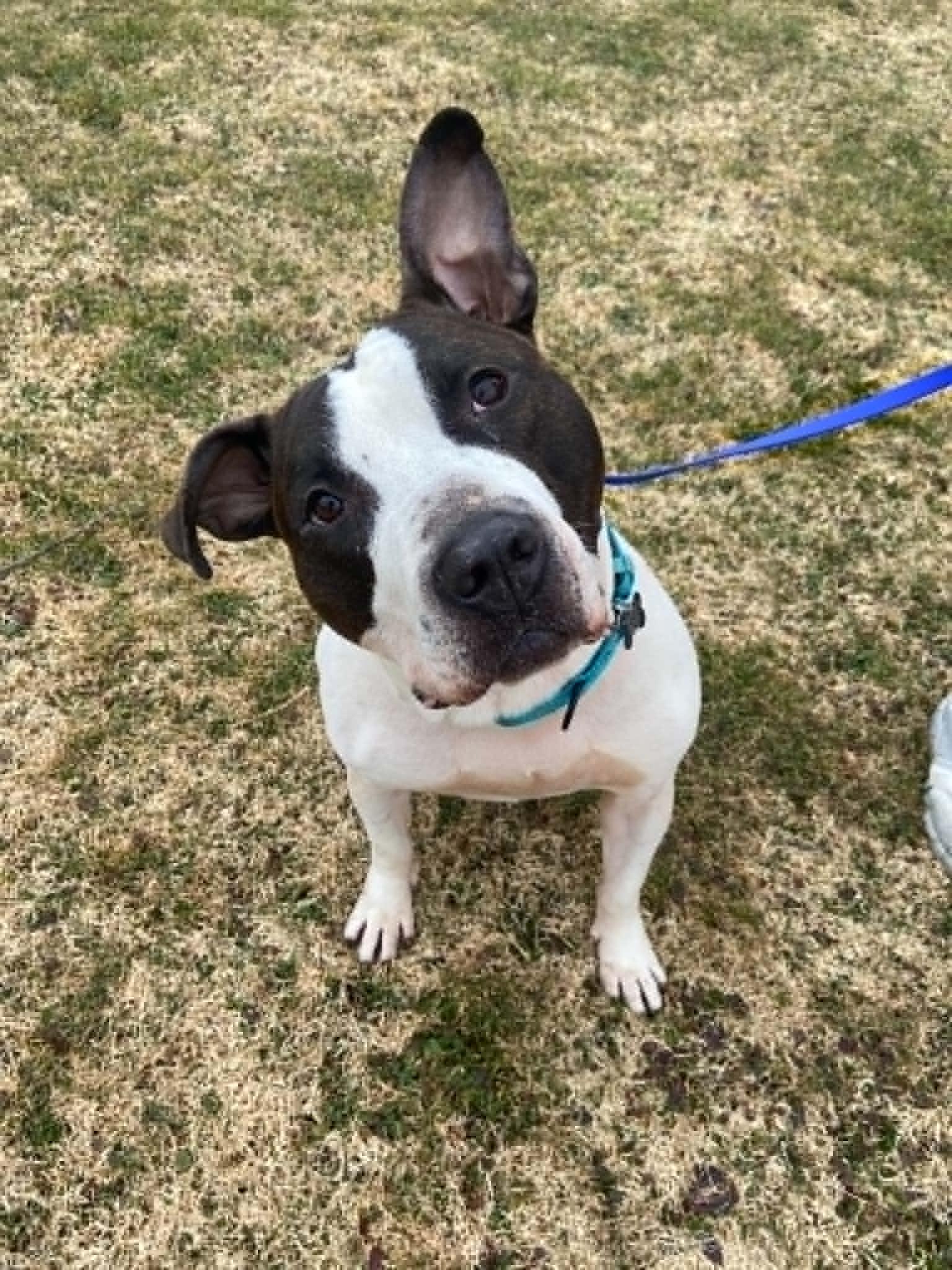 Drake - Loves men, ADOPTABLE, Adult Male American Bulldog & Pit Bull Terrier.