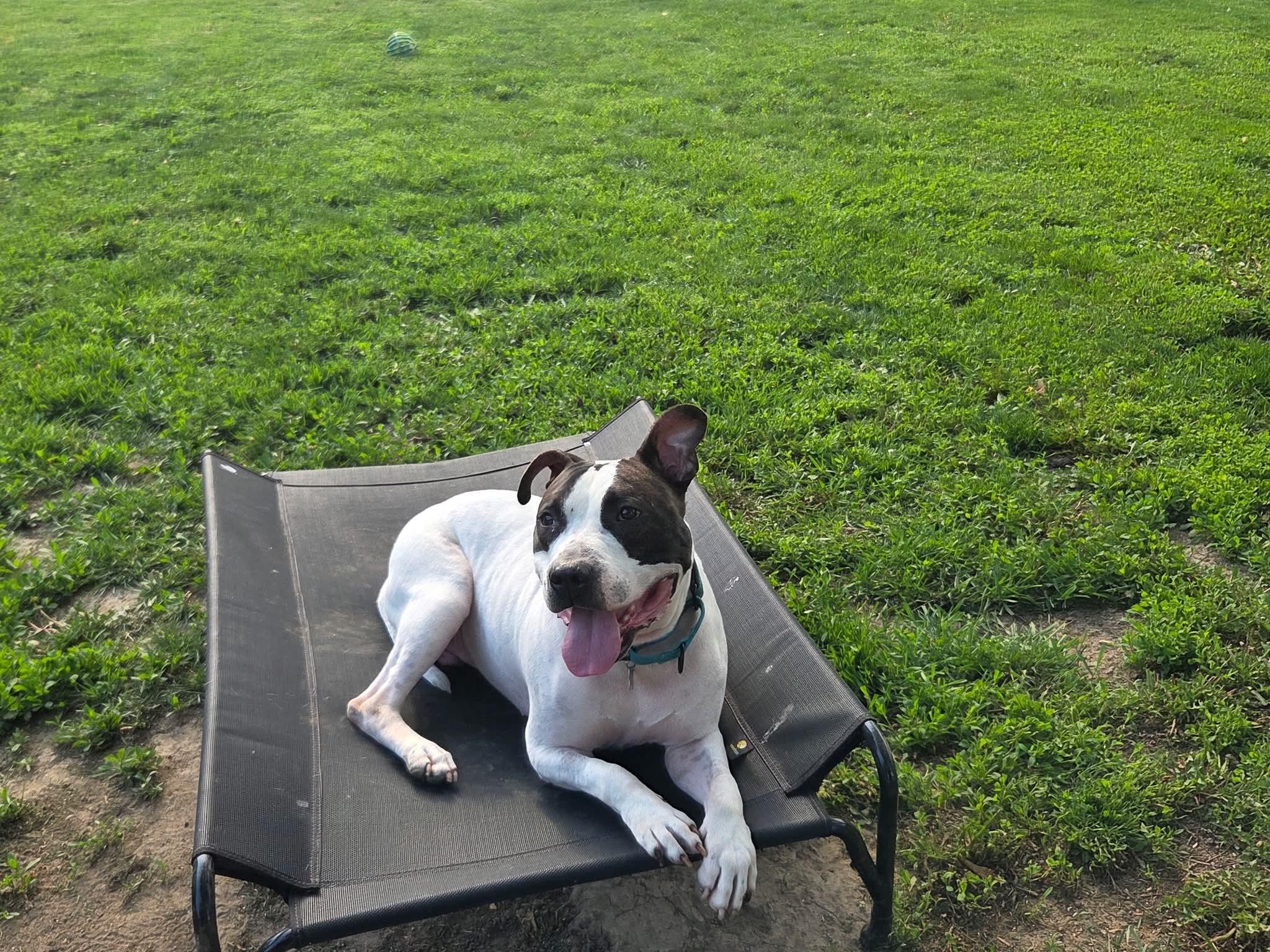 Drake - Loves men, a ADOPTABLE mixed breed in Port Huron, MI image 4/6