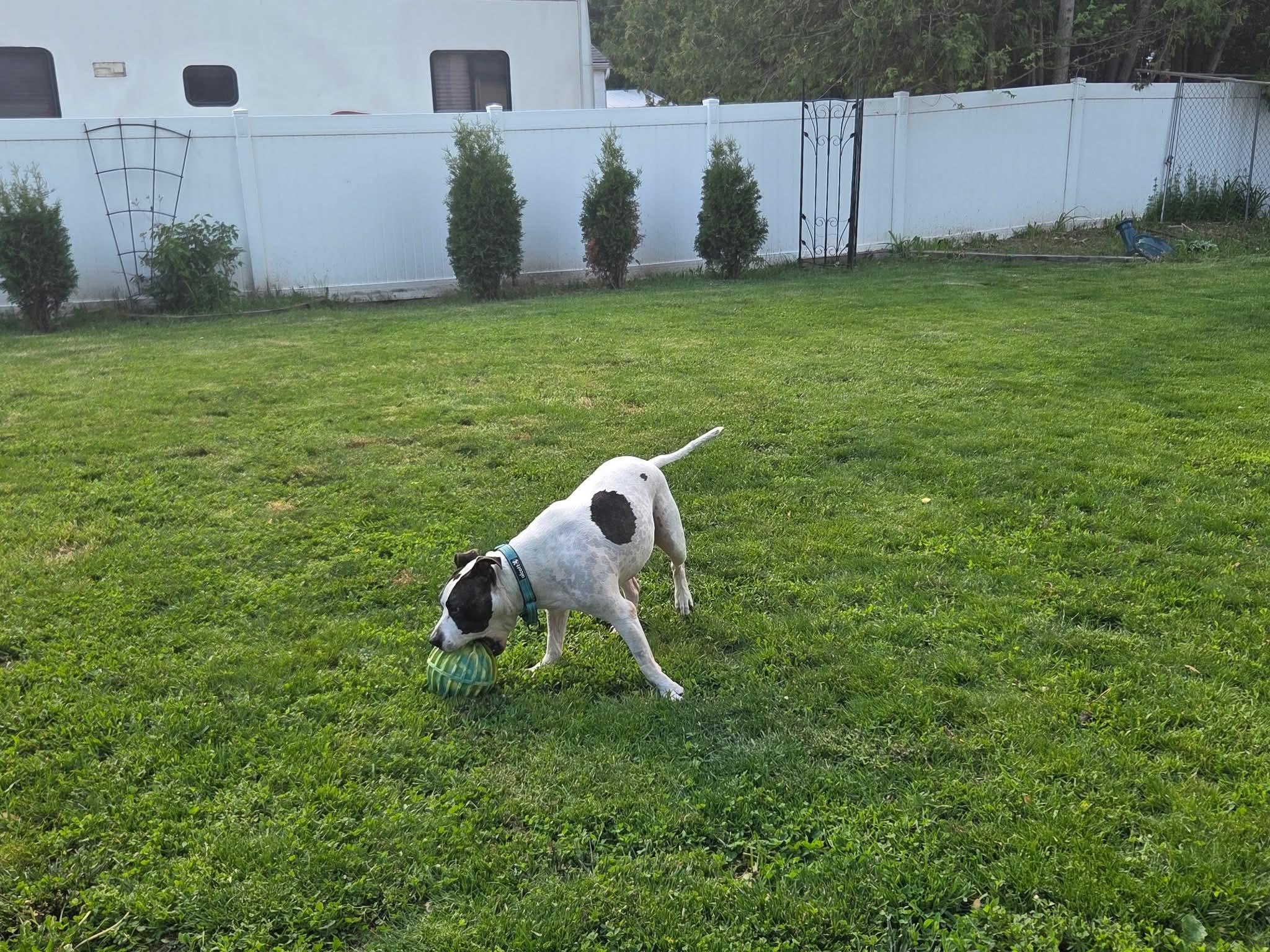 Drake - Loves men, a ADOPTABLE mixed breed in Port Huron, MI image 5/6