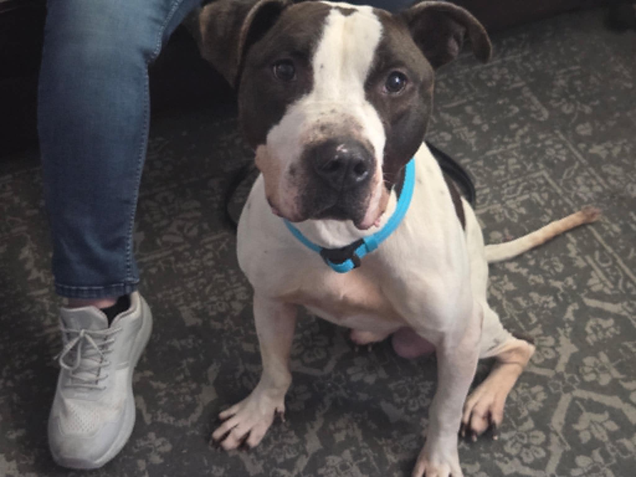 Drake - Loves men, a ADOPTABLE mixed breed in Port Huron, MI image 3/6