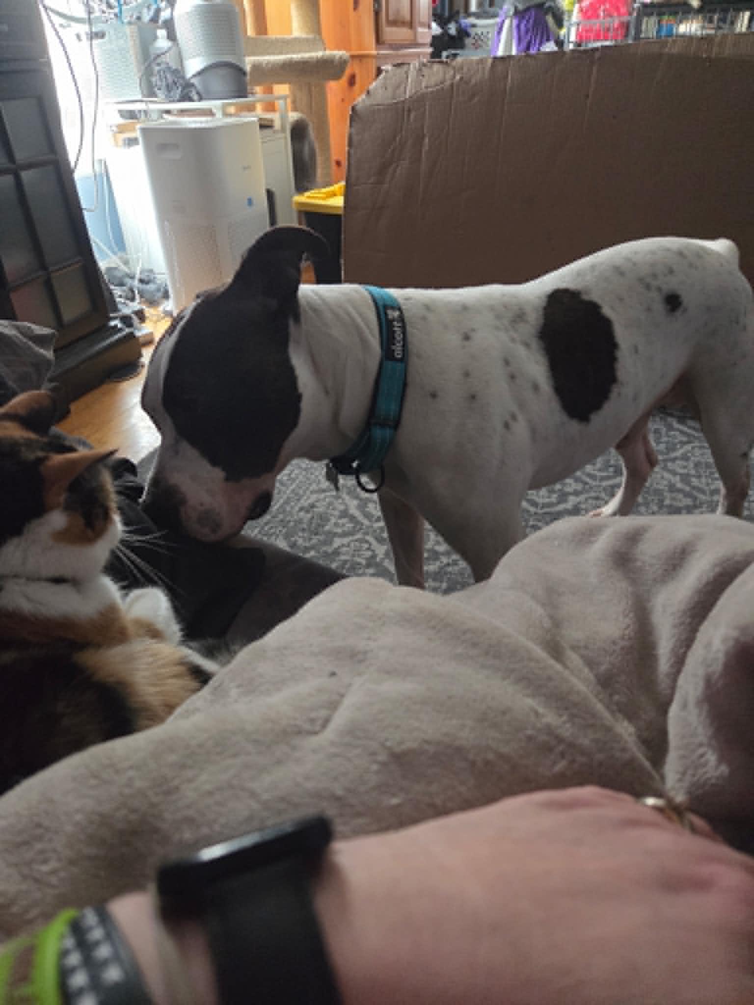 Drake - Loves men, a ADOPTABLE mixed breed in Port Huron, MI image 2/6