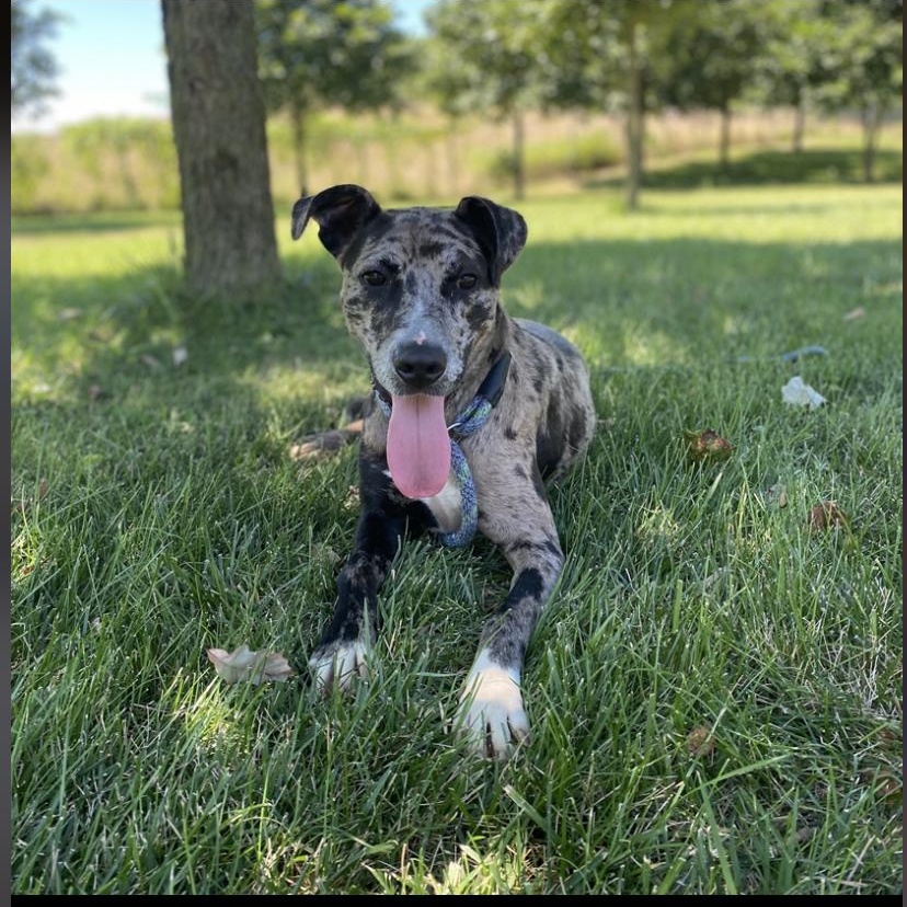 Flash, Adult Male Catahoula Leopard Dog