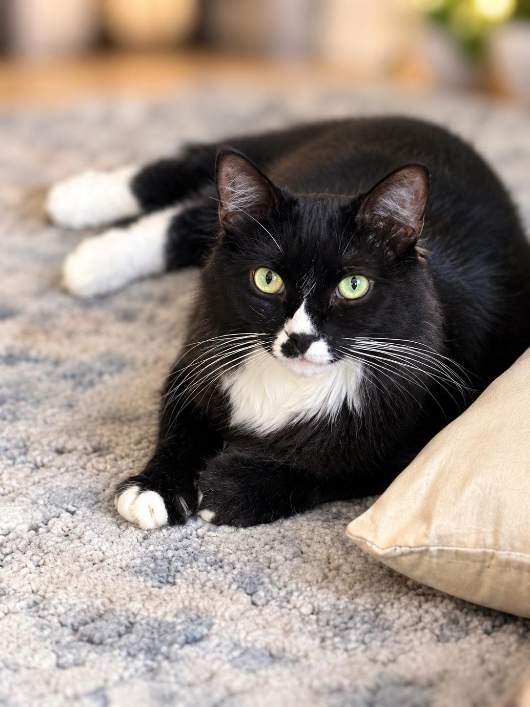Lucy, Adoptable, Young Female Domestic Short Hair.