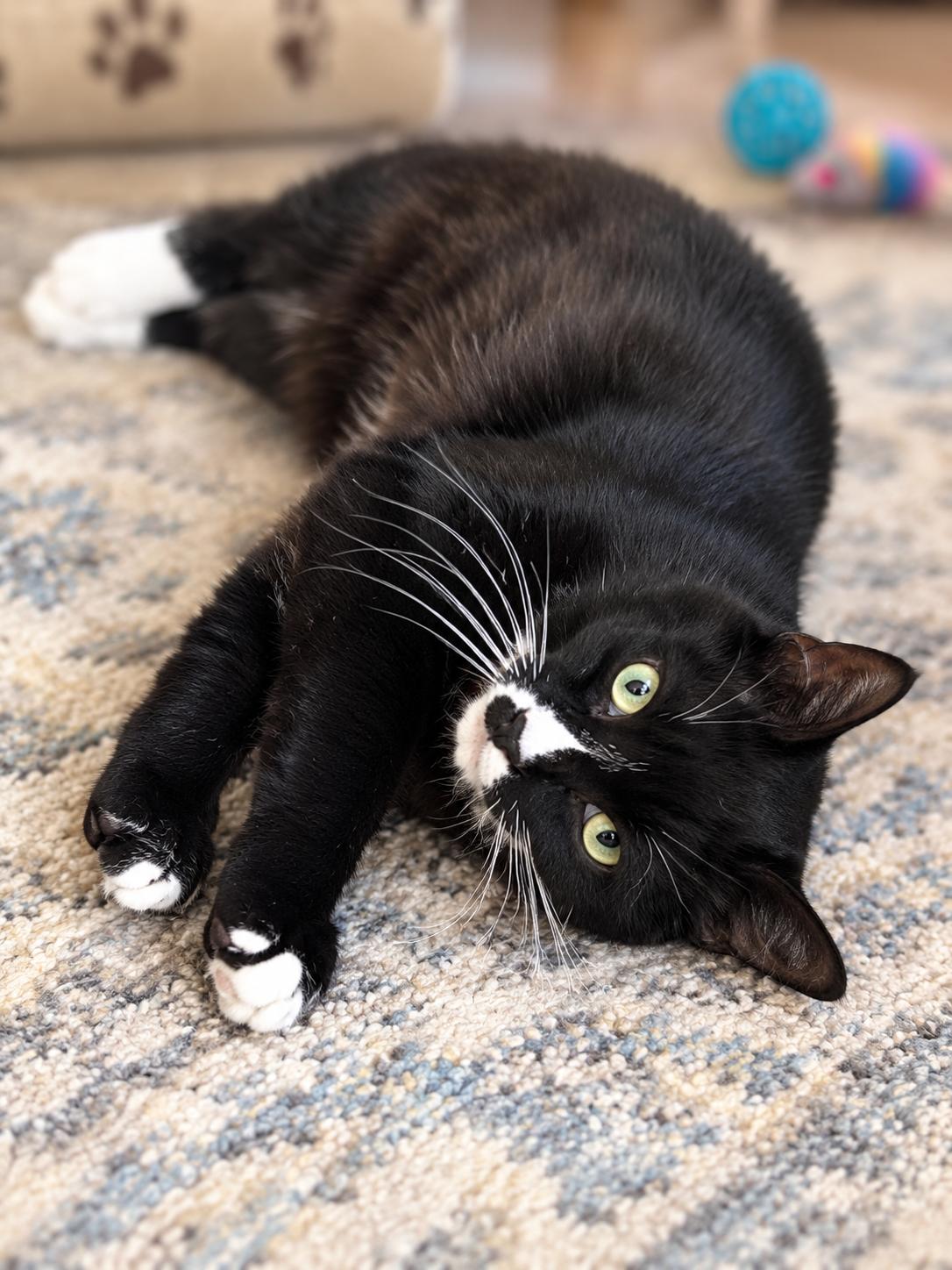 Enlarge Lucy, a Adoptable Domestic Short Hair in Scottsdale, AZ image 4/4
