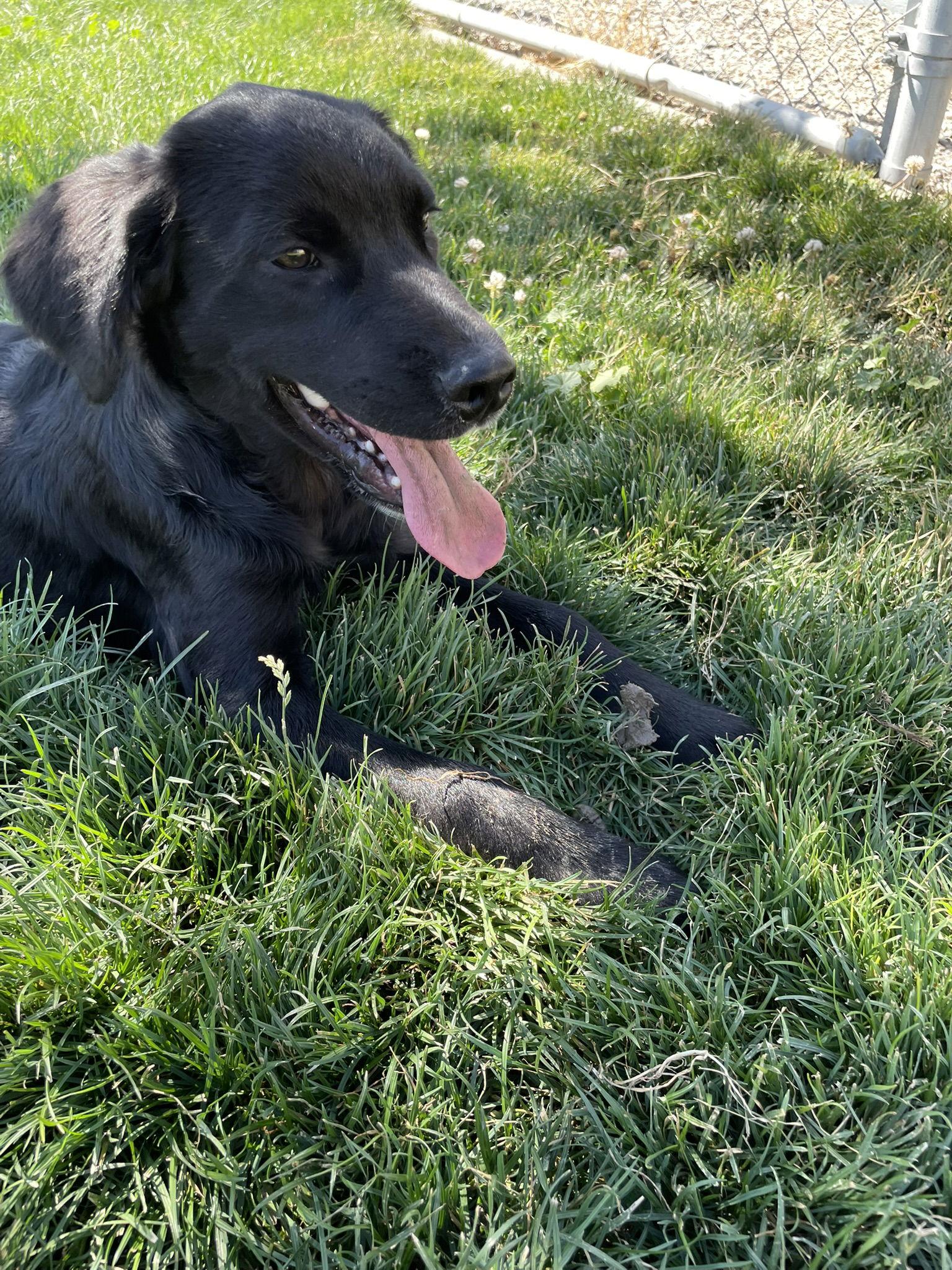 Puppy - Sawyer, a Adopted Mixed Breed in Emmett, ID image 1/3