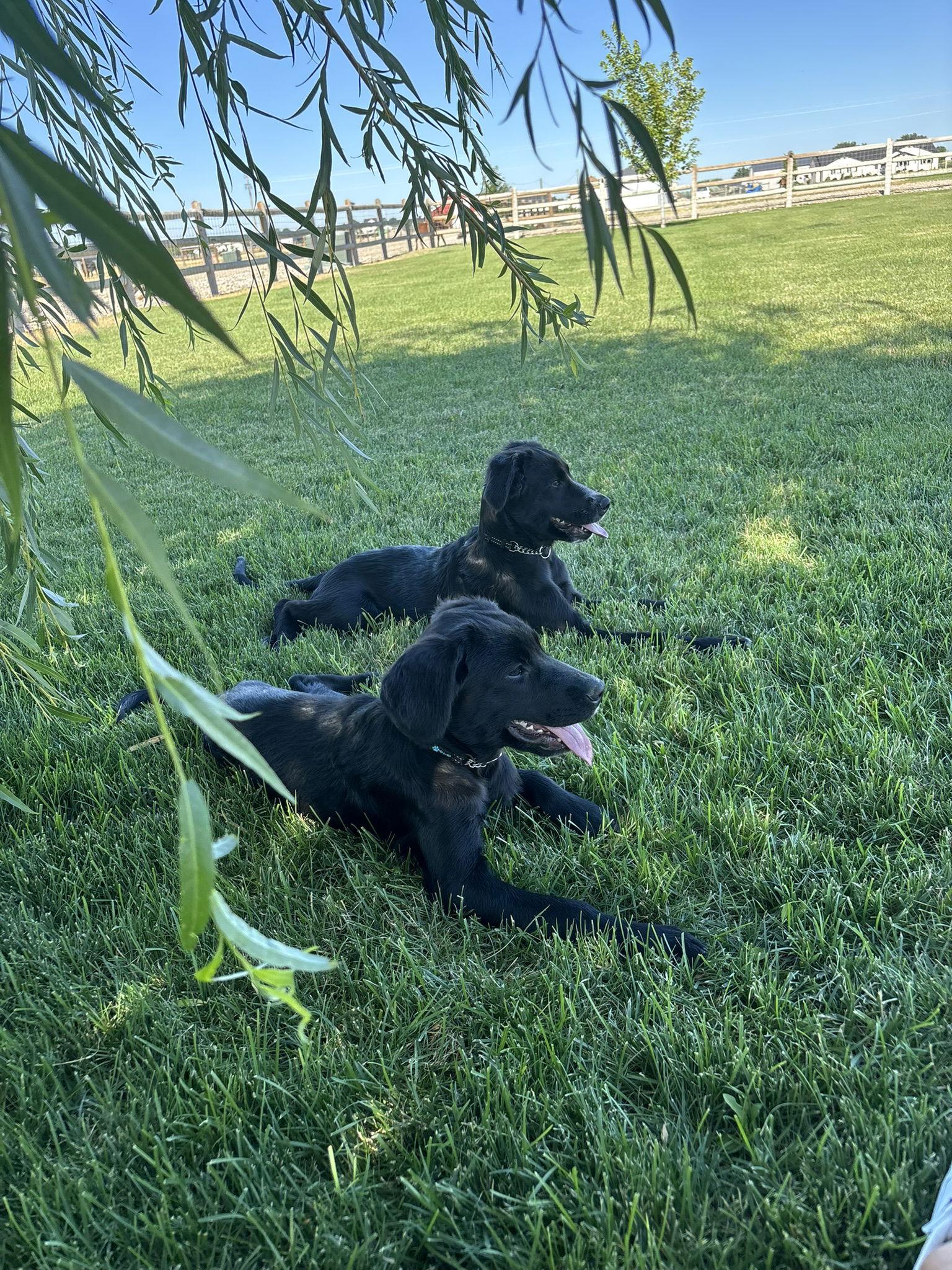 Puppy - Sawyer, a Adopted Mixed Breed in Emmett, ID image 2/3