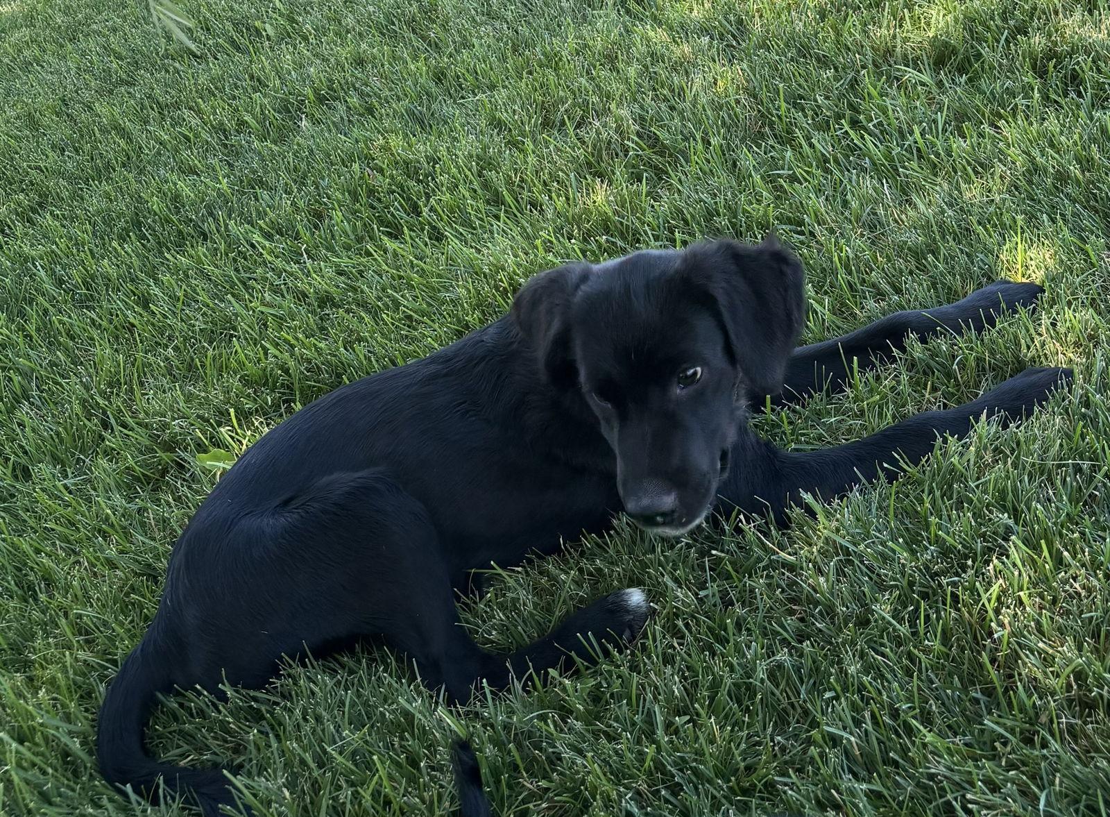 Puppy - Sawyer, a Adopted Mixed Breed in Emmett, ID image 3/3