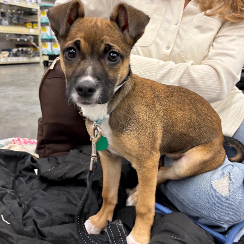 Golden, Adoptable, Puppy Female Mixed Breed.