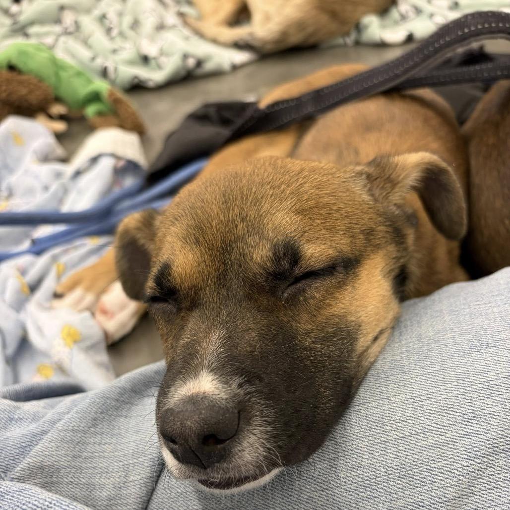 Enlarge Golden, a Adoptable Mixed Breed in Woodbury, MN image 3/6