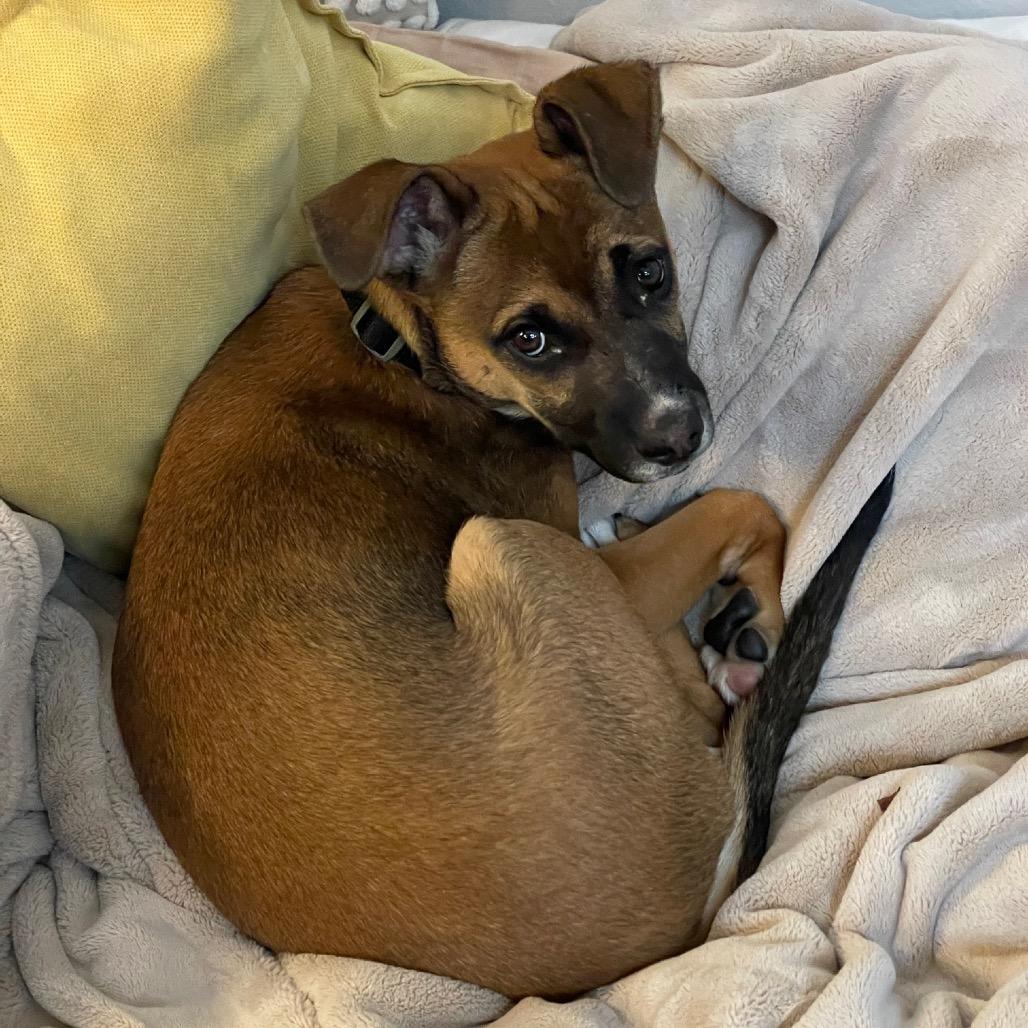 Enlarge Golden, a Adoptable Mixed Breed in Woodbury, MN image 1/6