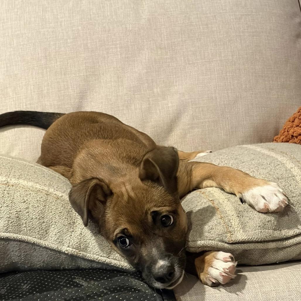 Enlarge Golden, a Adoptable Mixed Breed in Woodbury, MN image 4/6