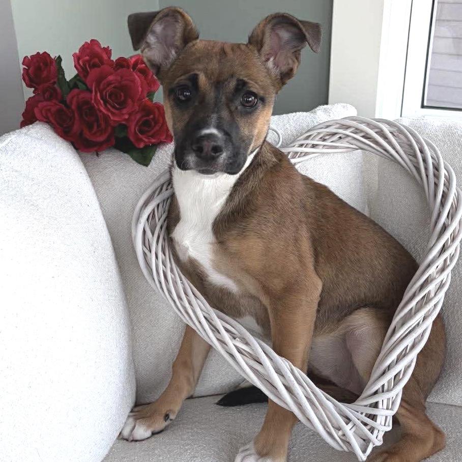 Enlarge Golden, a Adoptable Mixed Breed in Woodbury, MN image 2/6