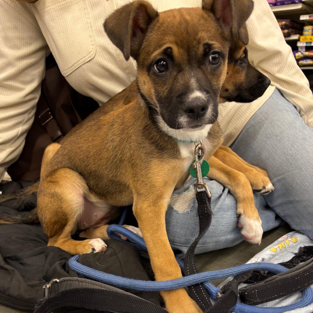 Enlarge Golden, a Adoptable Mixed Breed in Woodbury, MN image 3/6