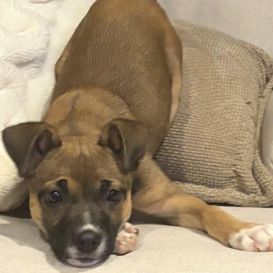 Enlarge Golden, a Adoptable Mixed Breed in Woodbury, MN image 6/6