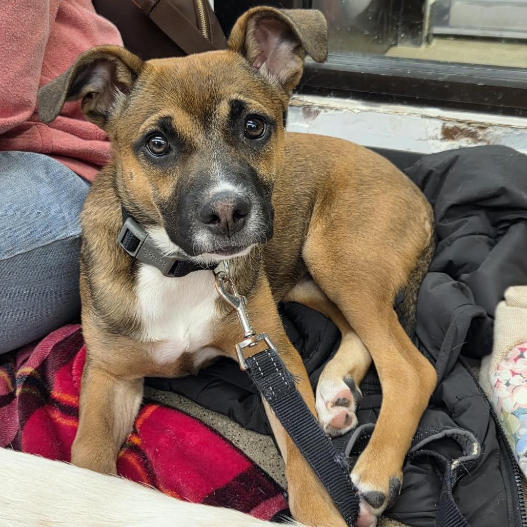Enlarge Golden, a Adoptable Mixed Breed in Woodbury, MN image 4/6