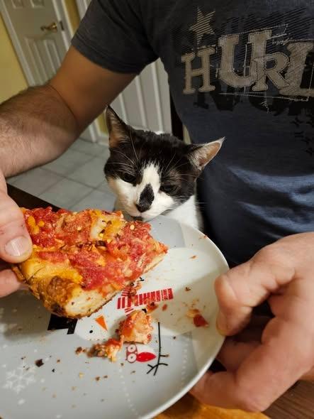 Patches, Adoptable, Senior Female Domestic Short Hair.