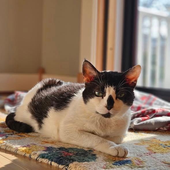 Patches, Adoptable, Senior Female Domestic Short Hair.