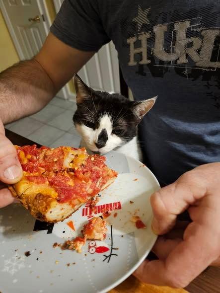 Patches, Adoptable, Senior Female Domestic Short Hair.