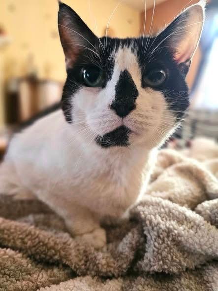 Enlarge Patches, a Adoptable Domestic Short Hair in Sayreville, NJ image 2/3