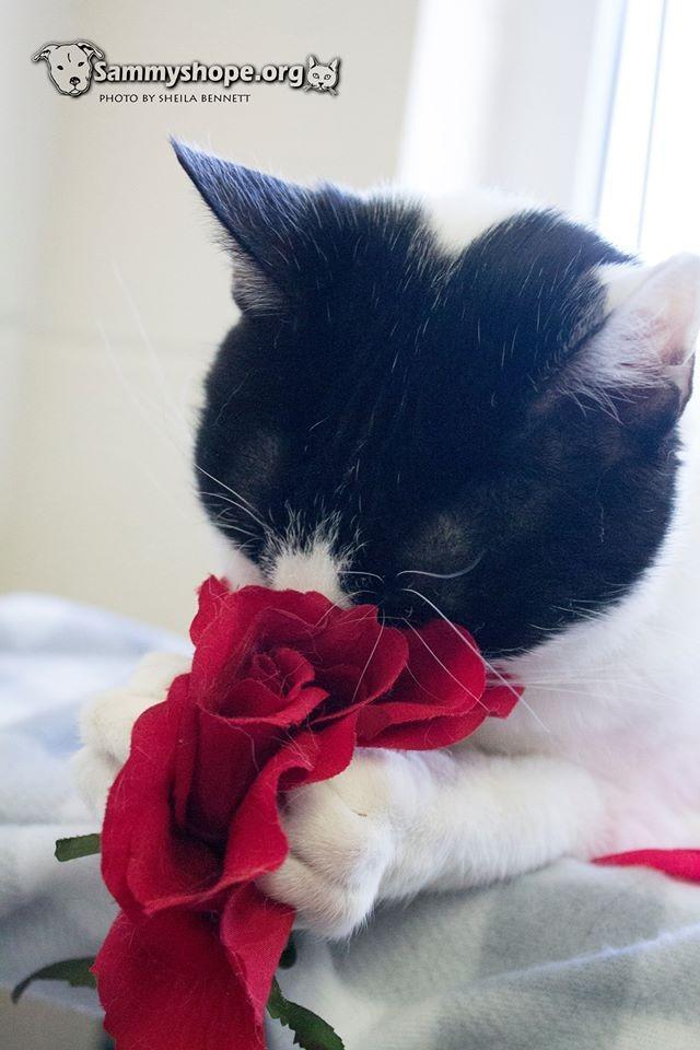 Patches, a Adoptable Domestic Short Hair in Sayreville, NJ image 1/3