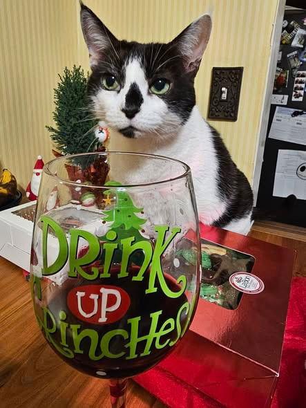 Patches, Adoptable, Senior Female Domestic Short Hair.