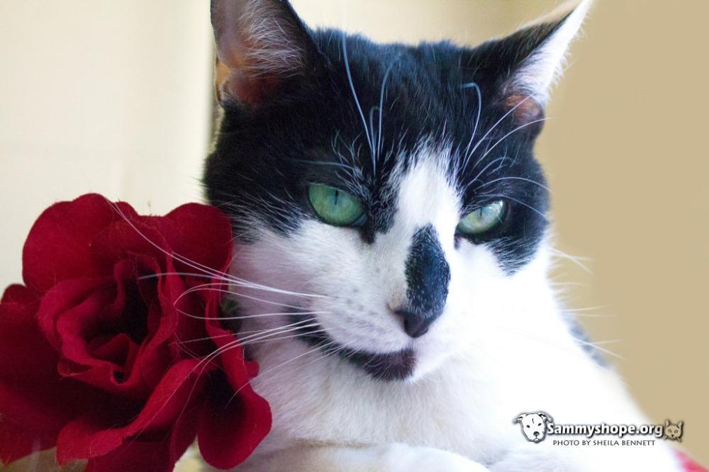 Patches, a Adoptable Domestic Short Hair in Sayreville, NJ image 2/3