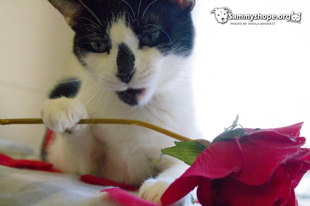 Patches, a Adoptable Domestic Short Hair in Sayreville, NJ image 3/3