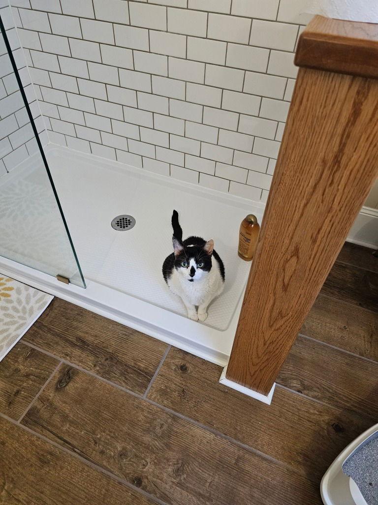 Enlarge Patches, a Adoptable Domestic Short Hair in Sayreville, NJ image 3/3