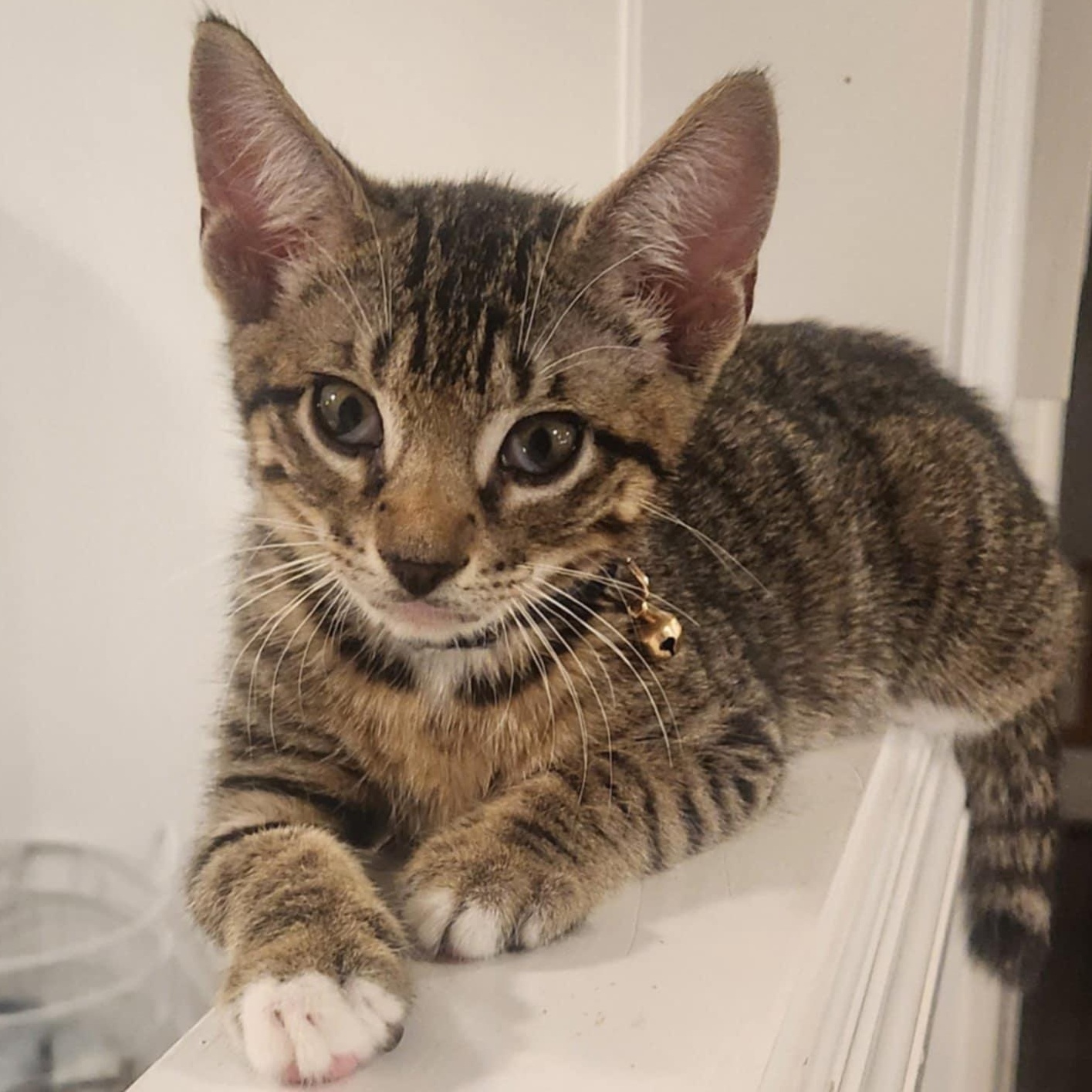 Leo, Baby Male Domestic Short Hair