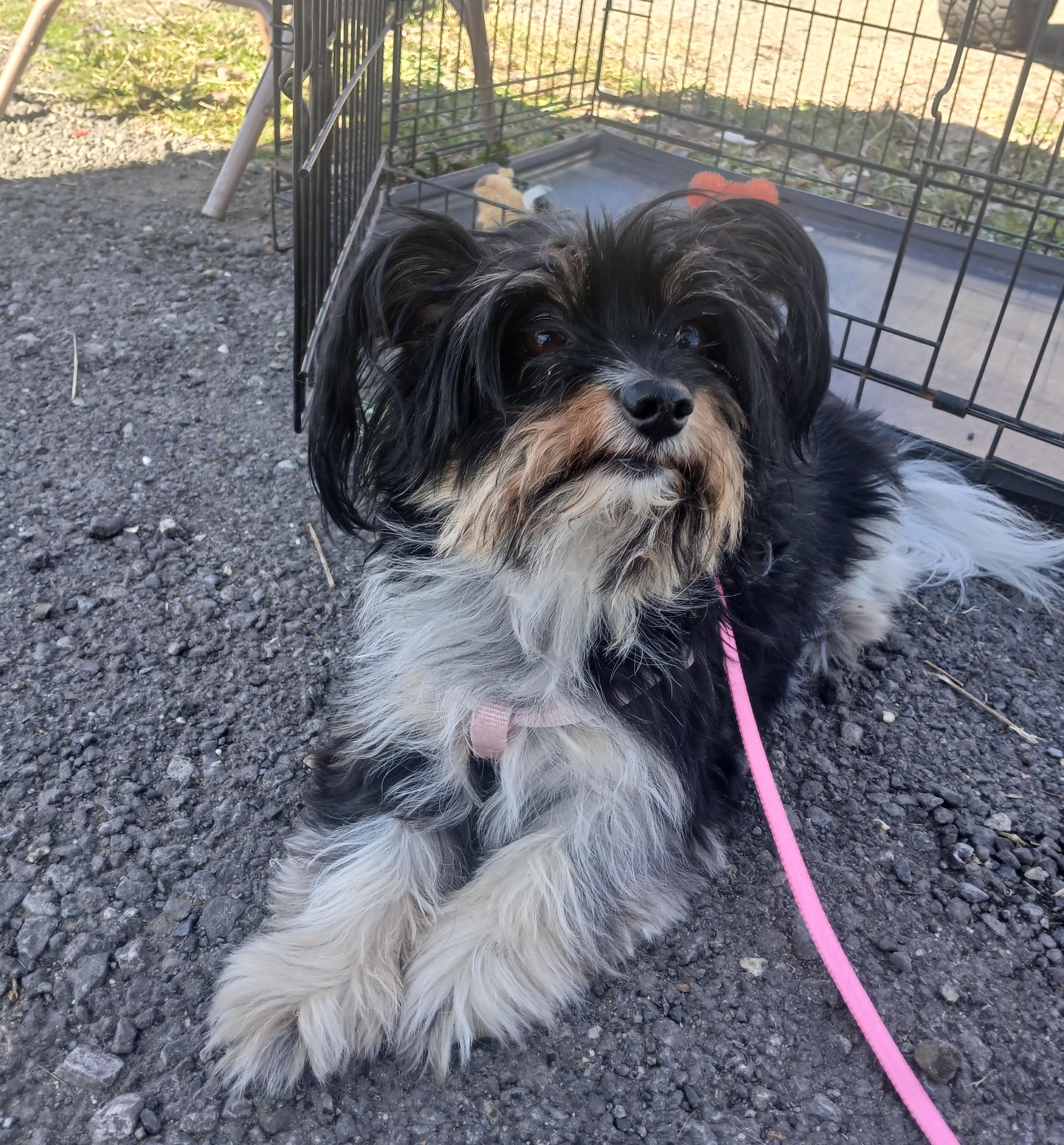 Lady Bug, an adoptable Shih Tzu in Susanville, CA, 96130 | Photo Image 1