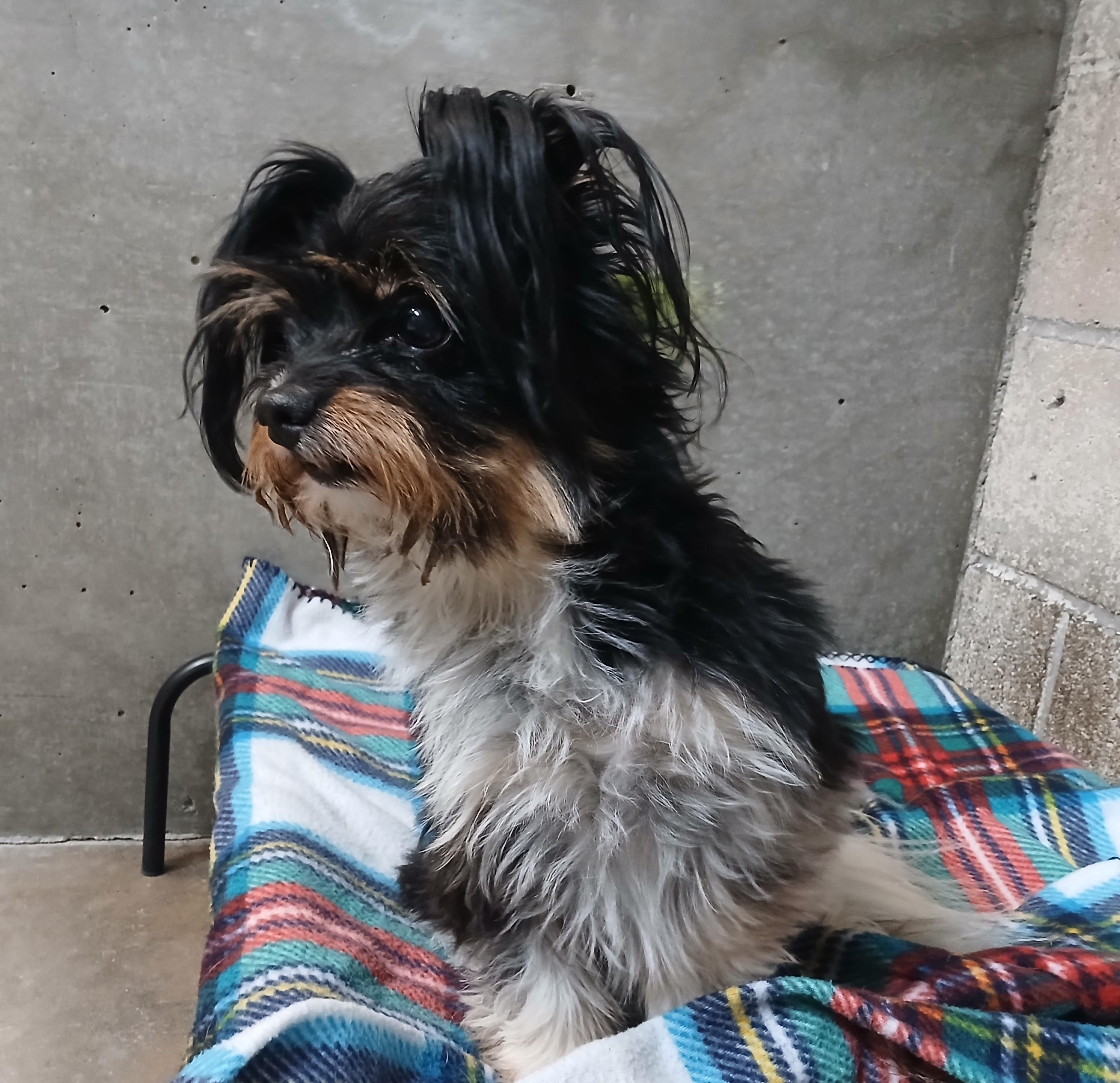 Lady Bug, an adoptable Shih Tzu in Susanville, CA, 96130 | Photo Image 3