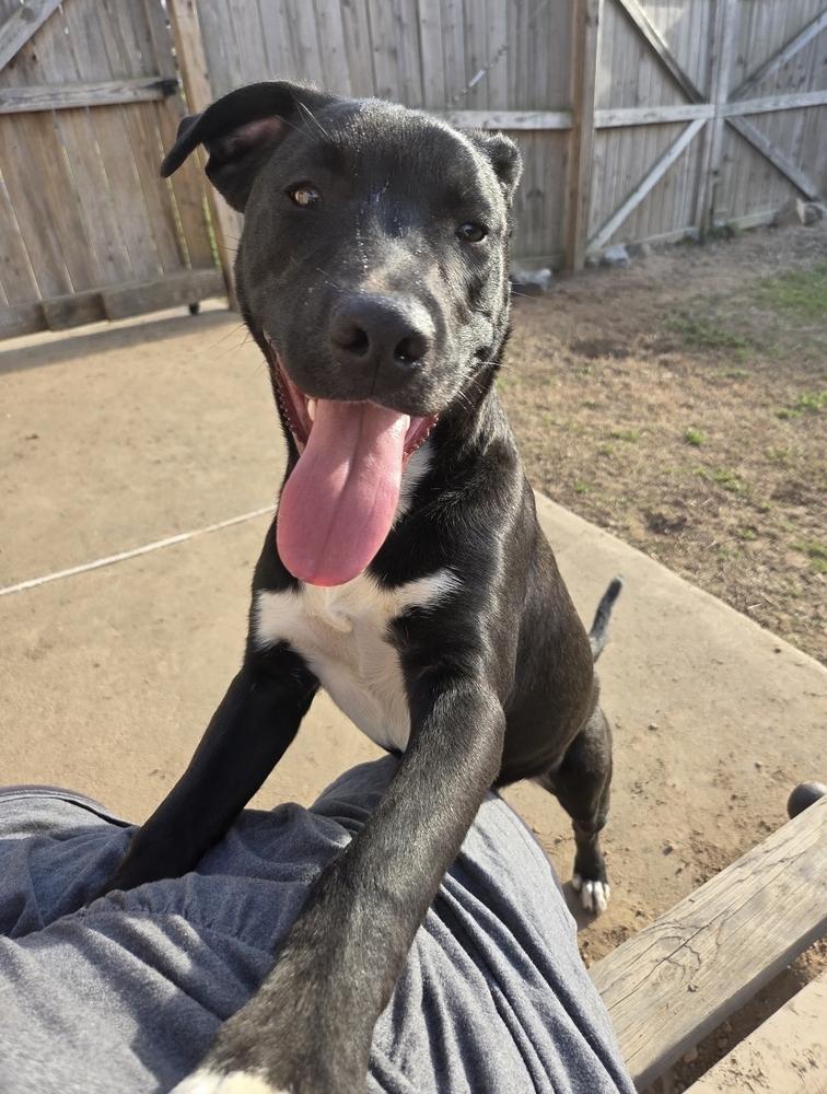 Dane Ryan, Adoptable, Puppy Male Mixed Breed.