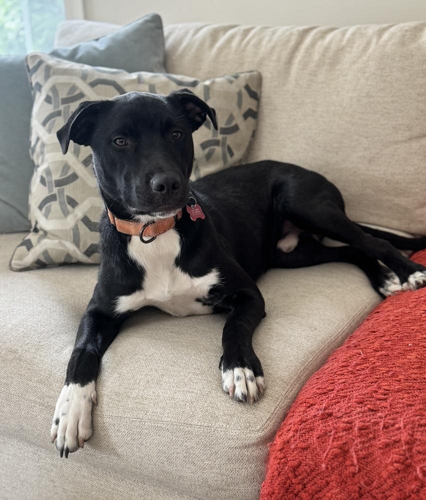 Dane Ryan, Adoptable, Puppy Male Mixed Breed.