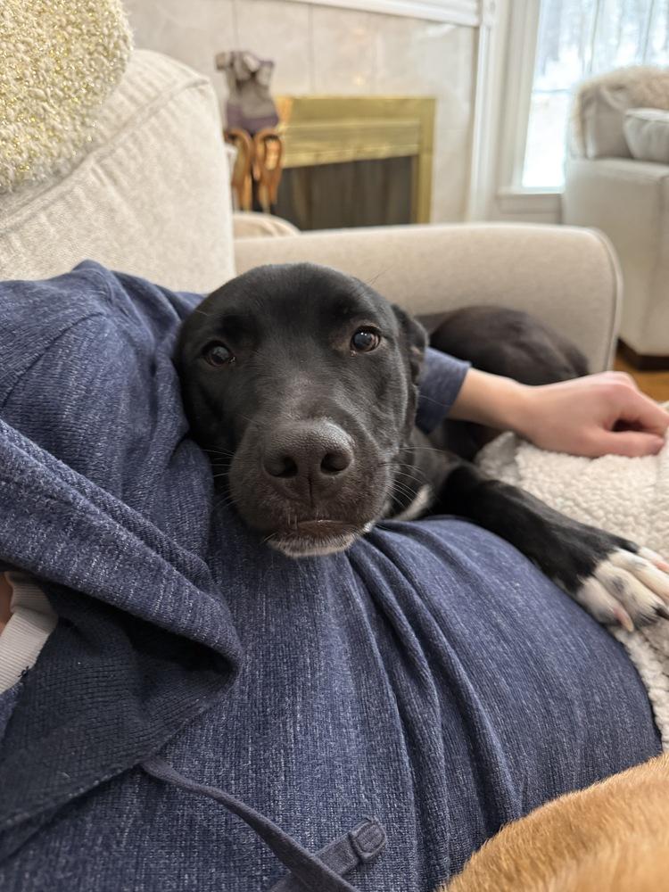 Enlarge Dane Ryan, a Adoptable mixed breed in Boston, MA image 3/6