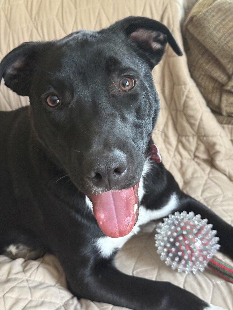 Enlarge Dane Ryan, a Adoptable mixed breed in Boston, MA image 3/4