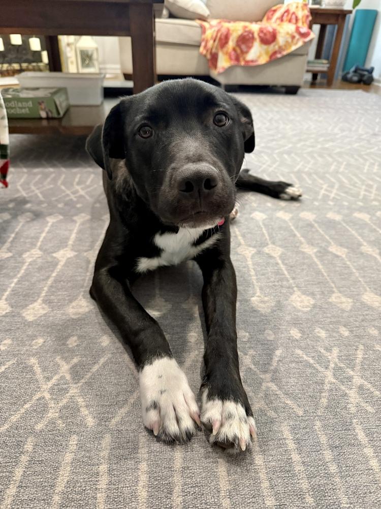 Enlarge Dane Ryan, a Adoptable mixed breed in Boston, MA image 5/6