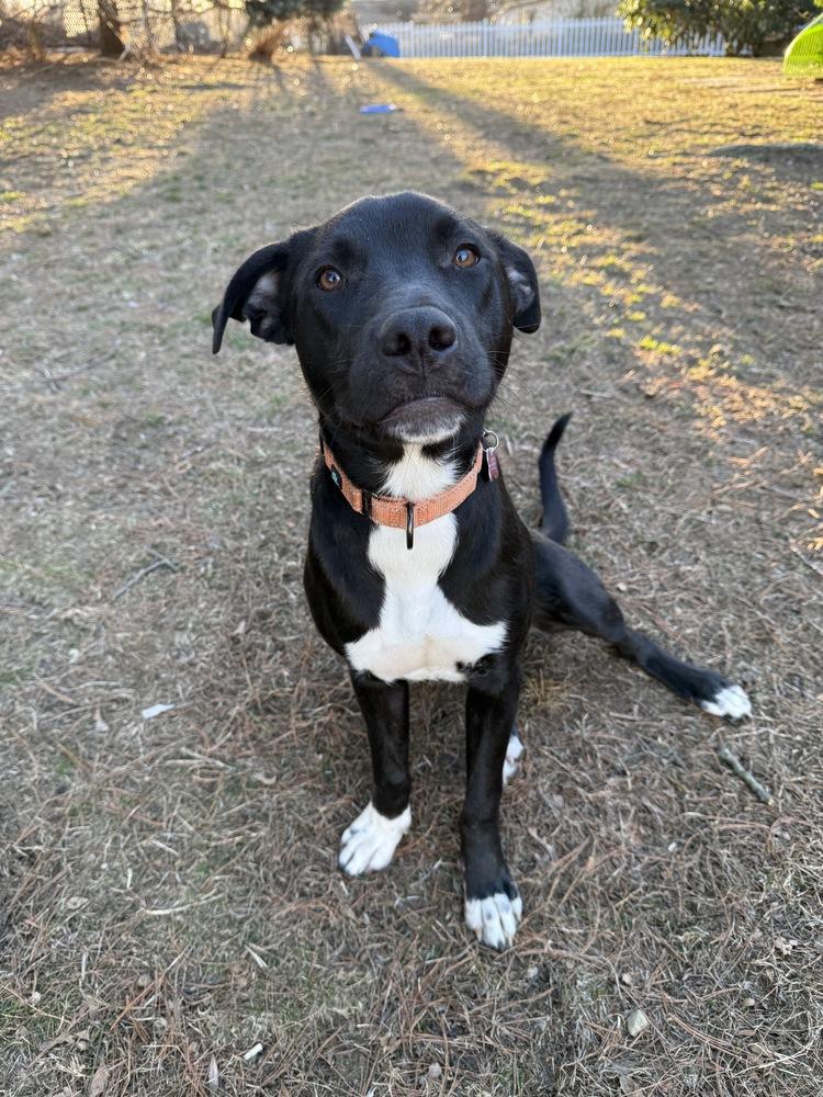 Enlarge Dane Ryan, a Adoptable mixed breed in Boston, MA image 3/6