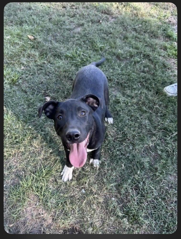 Enlarge Dane Ryan, a Adoptable mixed breed in Boston, MA image 4/4