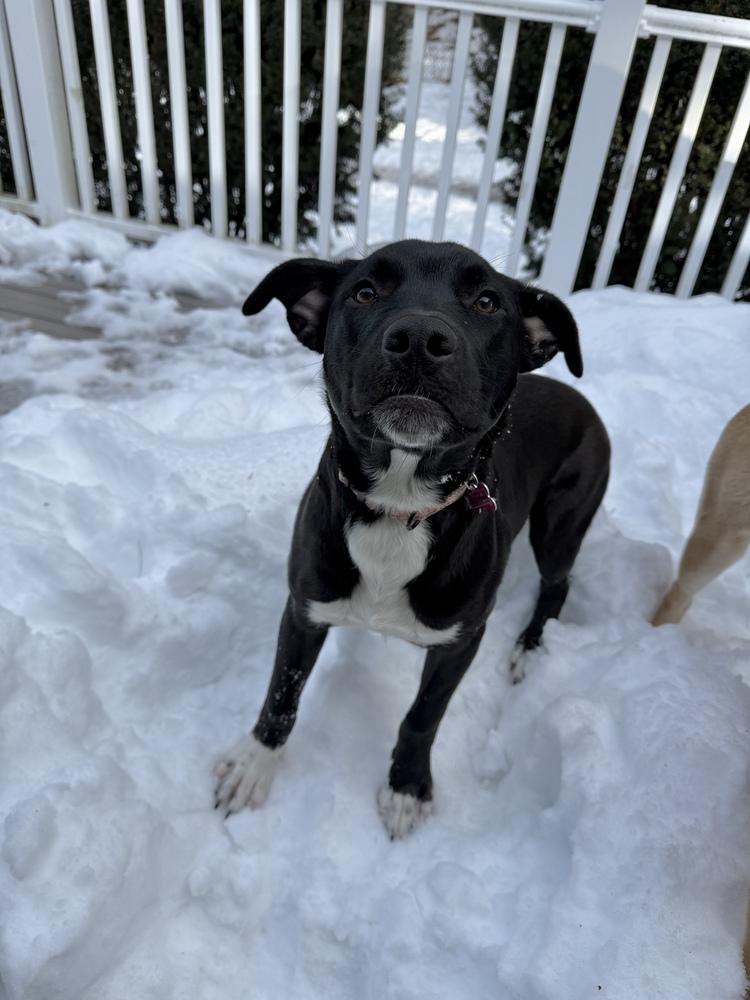 Enlarge Dane Ryan, a Adoptable mixed breed in Boston, MA image 6/6
