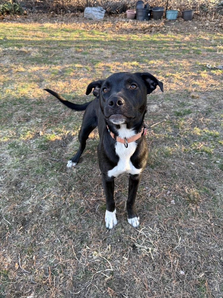 Enlarge Dane Ryan, a Adoptable mixed breed in Boston, MA image 5/6