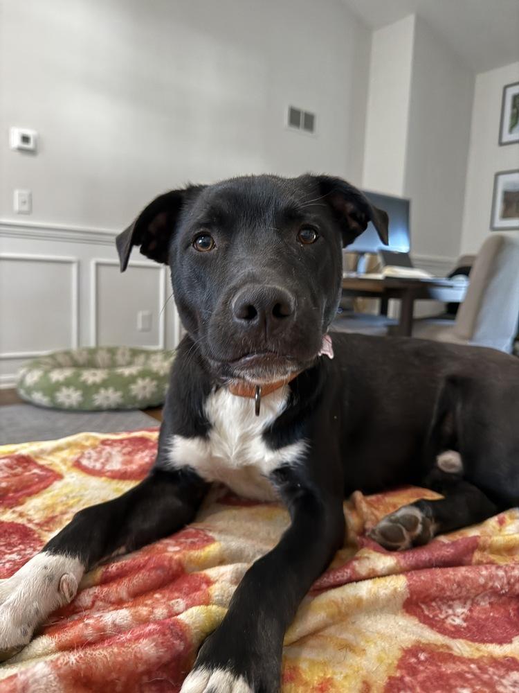 Enlarge Dane Ryan, a Adoptable mixed breed in Boston, MA image 6/6