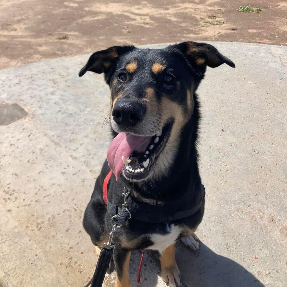 Scooby, Adoptable, Adult Male German Shepherd Dog.