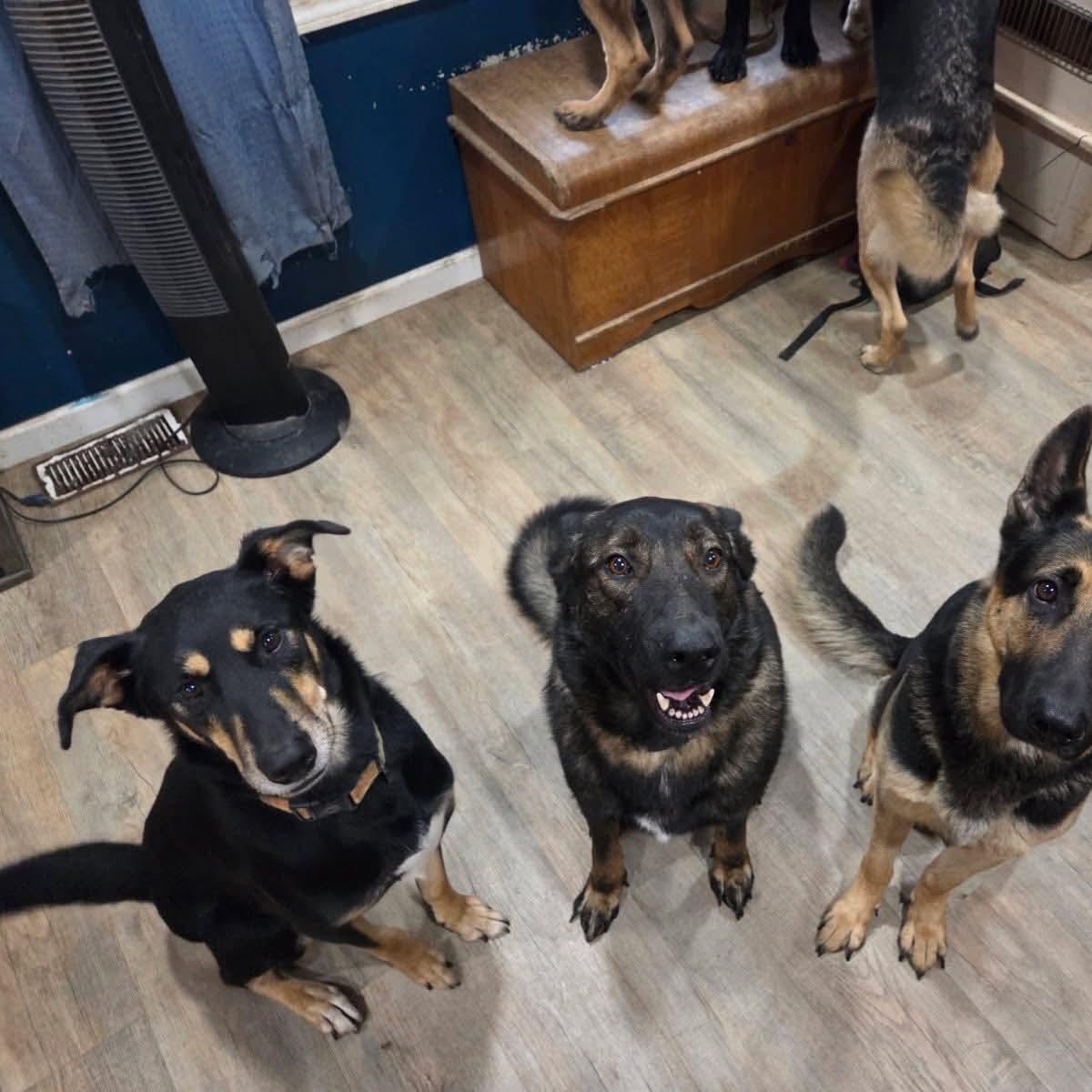 Scooby, a Adoptable mixed breed in Sand Lake, MI image 5/6