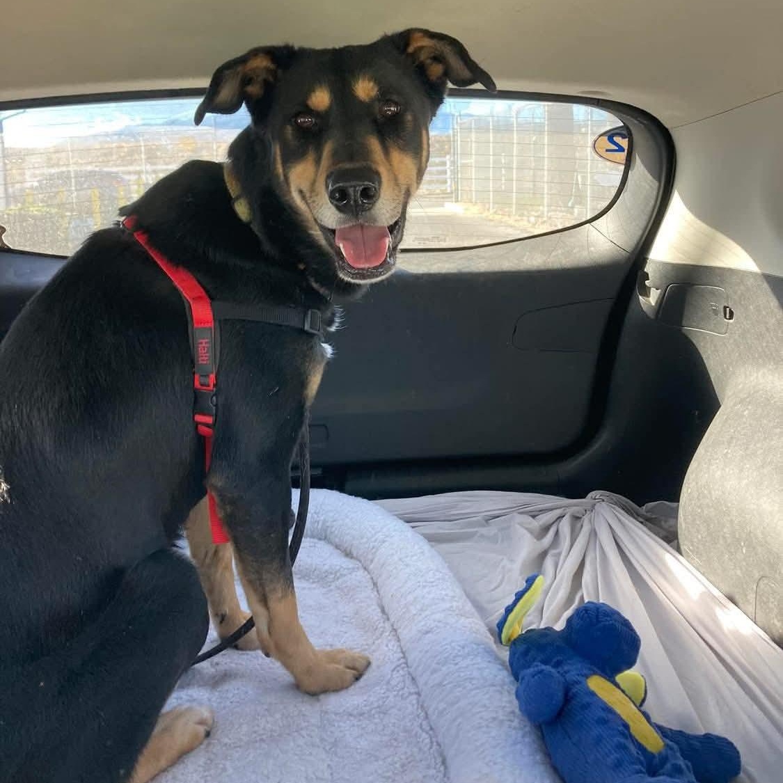 Scooby, a Adoptable mixed breed in Sand Lake, MI image 2/6