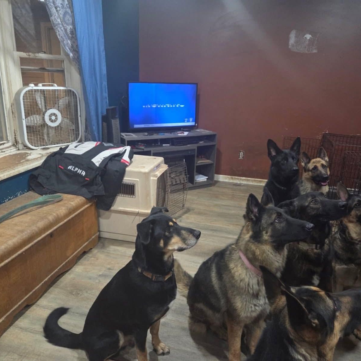 Scooby, a Adoptable mixed breed in Sand Lake, MI image 3/6